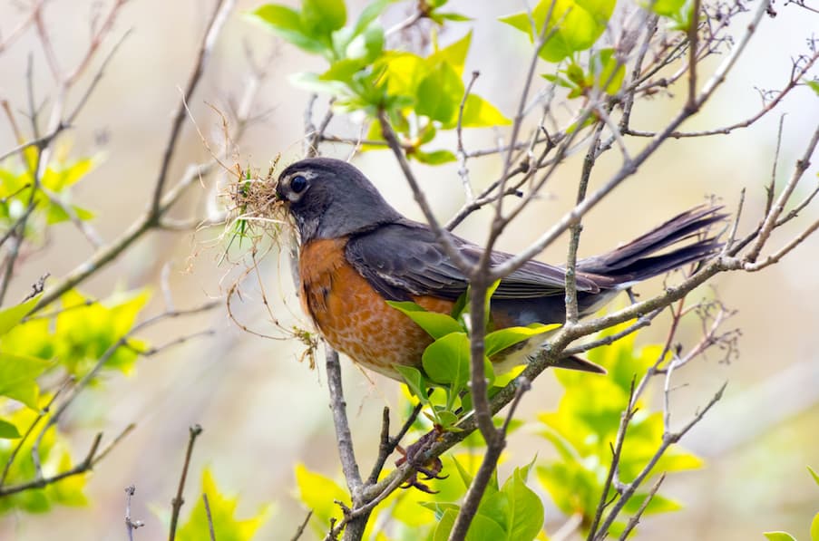 Bird Watching