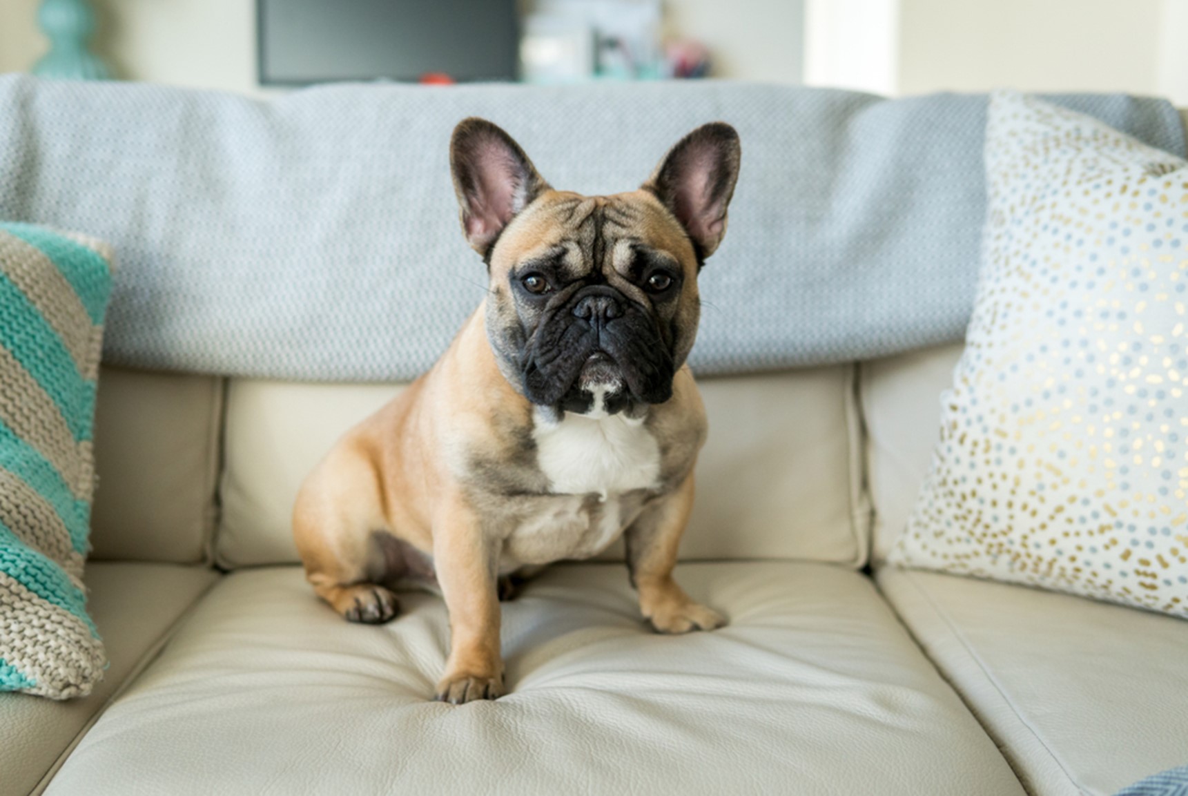 French sales bulldog apartment