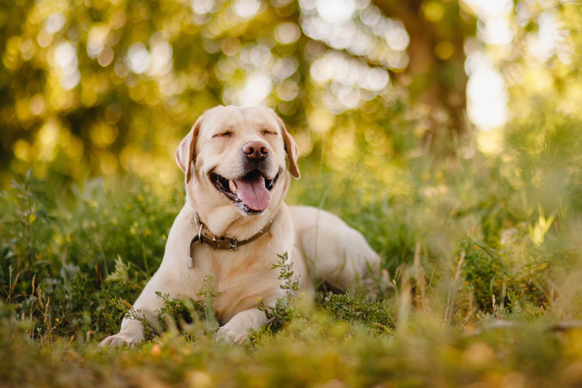 are yellow labs good apartment dogs