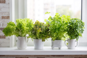 Grow Your Herbs and Veggies