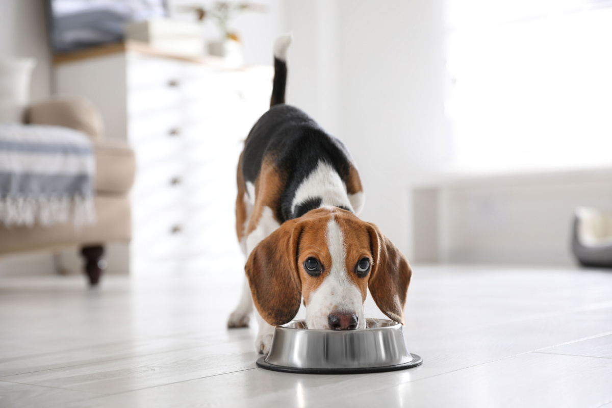 Dog eating from a bowl in an apartment.