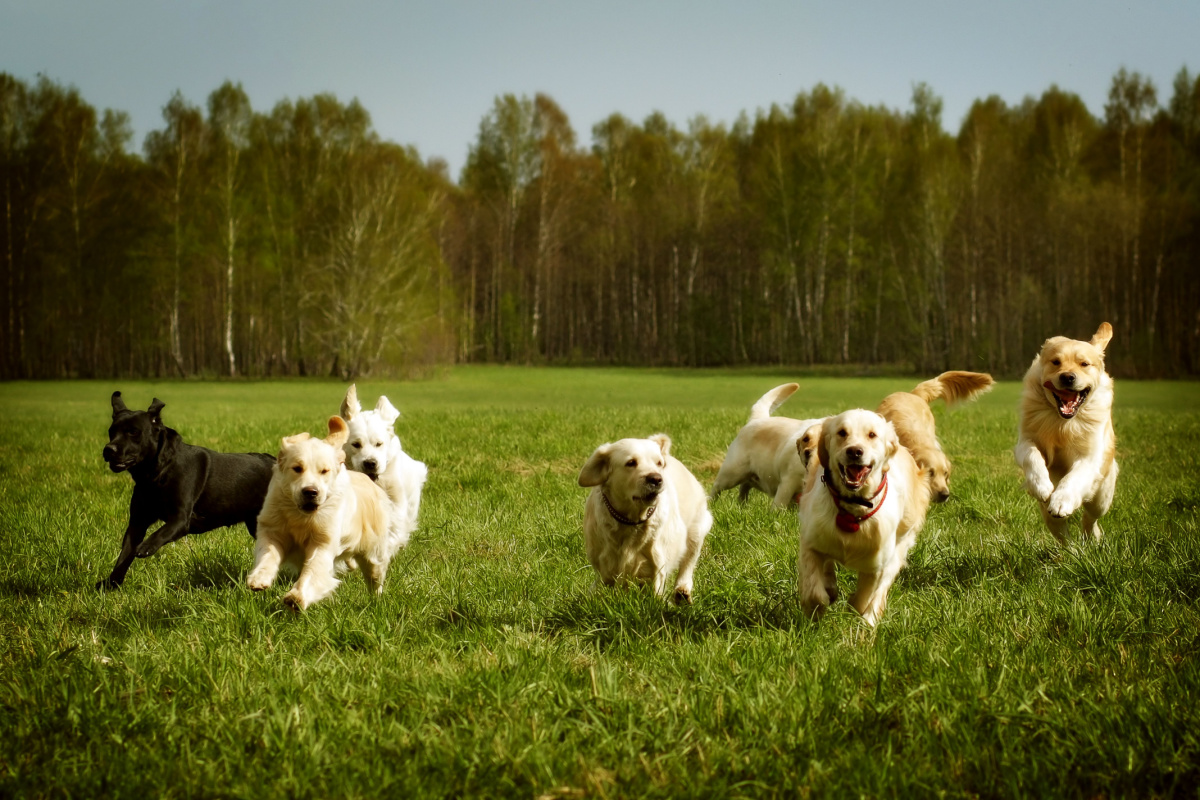 Dogs running outside on the grass.