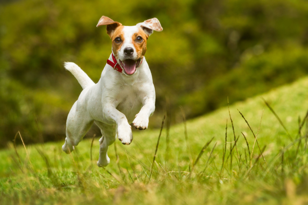 Happy dog running outside.